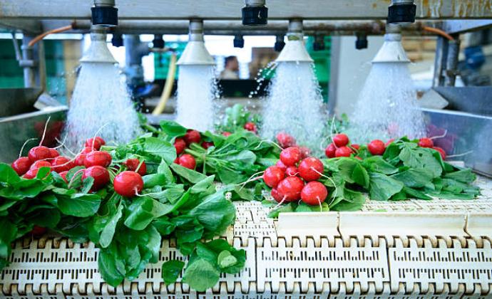 Vegetables Processing Plant